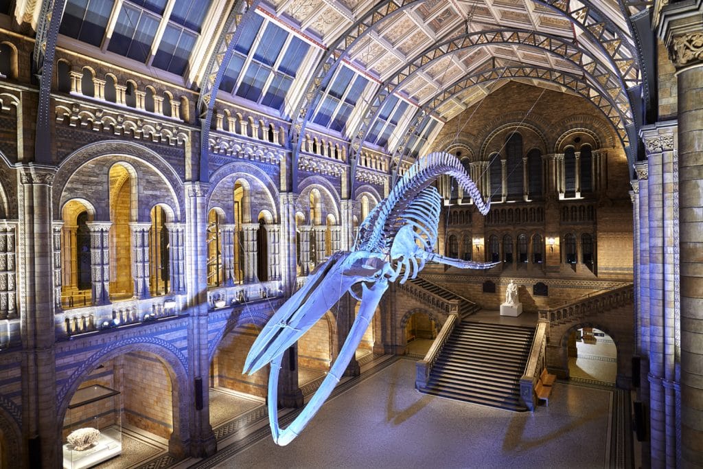 National History Museum venue hall